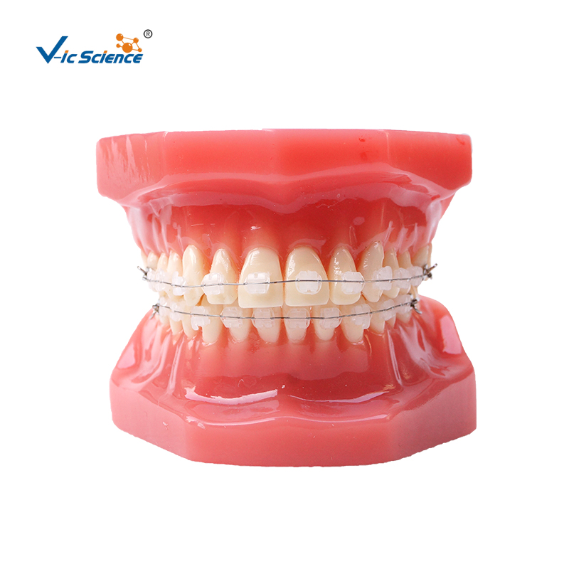 Teeth Model