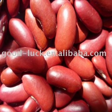 British red kidney bean