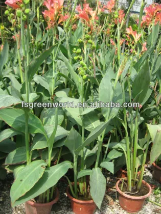 canna lily shrub trees