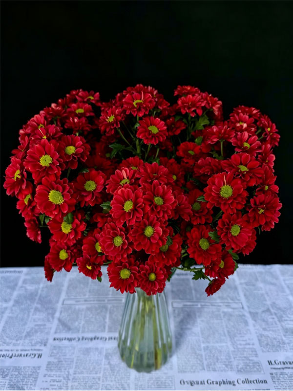 Red rose spray chrysanthemum2