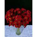 লাল গোলাপ স্প্রে chrysanthemum