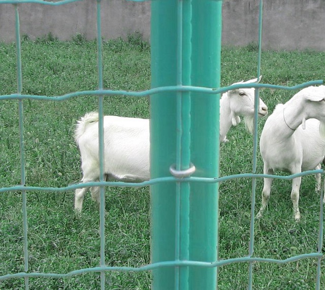 Galvanized Euro Fence