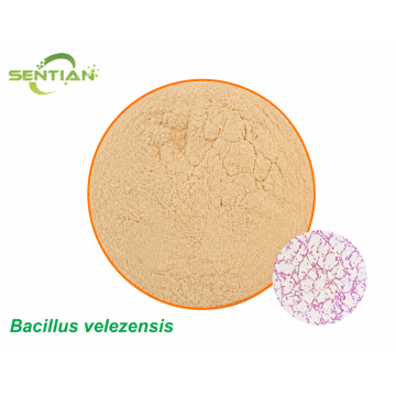 Bacillus velezensis Biological Control Microbial Agent