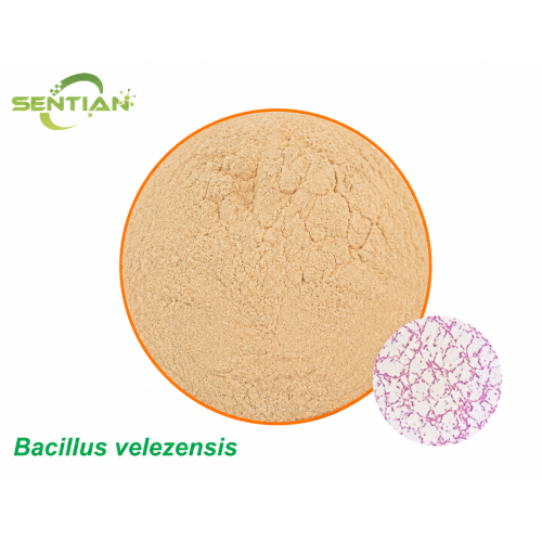 Bacillus velezensis Biological Control Microbial Agent