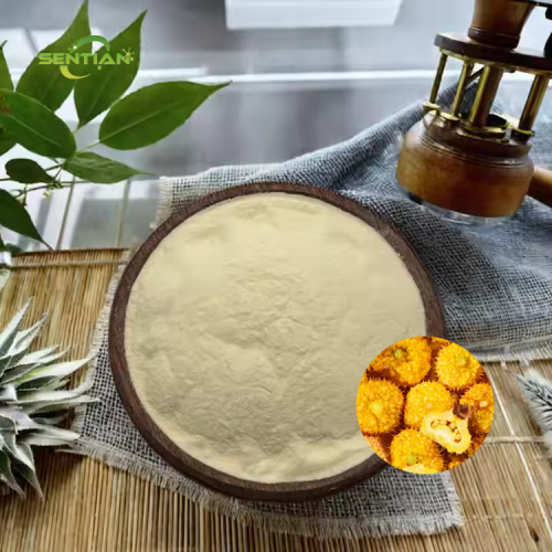 High Quality Prickly Pear Powder for Daily Use