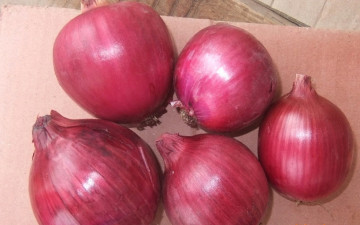 Chinese Fresh Red Onion (2014)