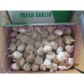 2020 Purchase Garlic Fresh Garlic