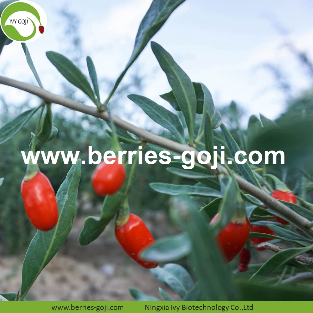 goji berry