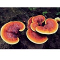 ريشي الفطر مسحوق Lingzhi Ganoderma Lucidum مستخلص