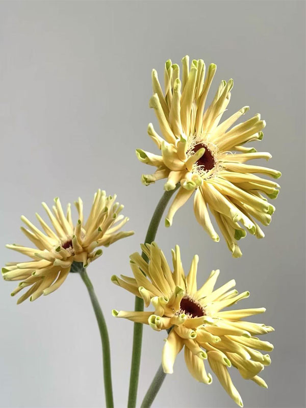 Gerbera Sweden4