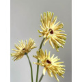 Gerbera সুইডেন স্ট্যান্ডার্ড chrysanthemum