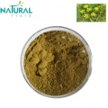 Improving Immunity Powder Bupleurum extract Chinese Thorowax Root Extract Manufactory