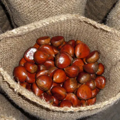 Harvest fresh chestnut from Dandong with good price