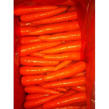 Fresh New Crop Carrots with Carton