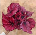 Living Plant Begonia 10 leveranciers