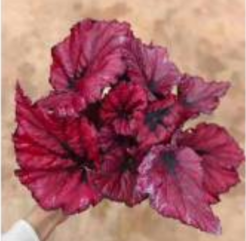 Living Plant Begonia 10 till salu