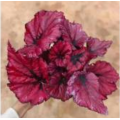 living plant begonia 10 suppliers