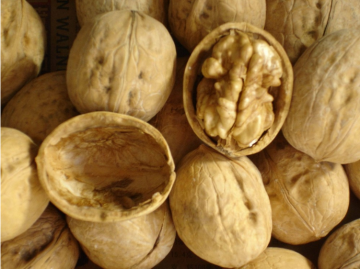 Thin shell walnut for sale