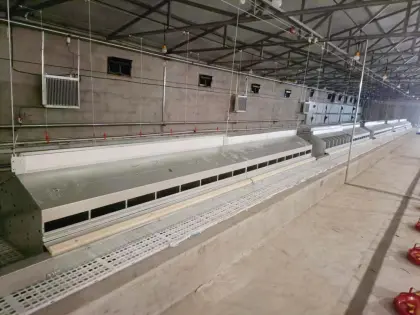 Automatic poultry breeding and egg collection box