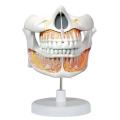 https://www.bossgoo.com/product-detail/permanent-tooth-three-dimensional-model-63611475.html