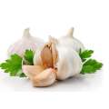 Garlic Extract Powder Allicin Free Sample