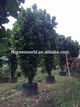 Ficus lacor