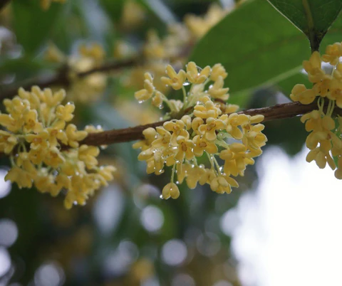 osmanthus