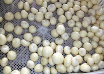 Professinal Exporter for Fresh solo garlic
