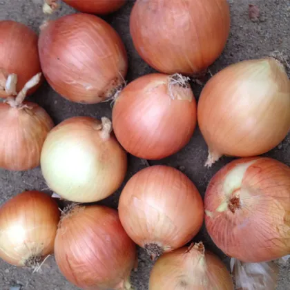 round onion fresh onions gansu onion