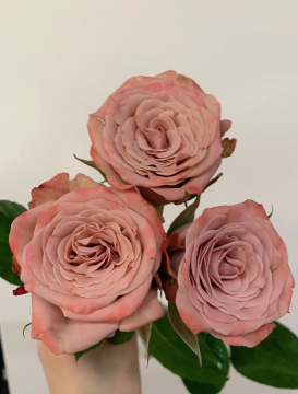 Premium Fresh Cut Cappuccino Roses in Full Bloom