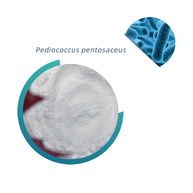 Pediococcus pentosaceus powder