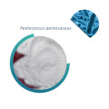 Pediococcus pentosaceus