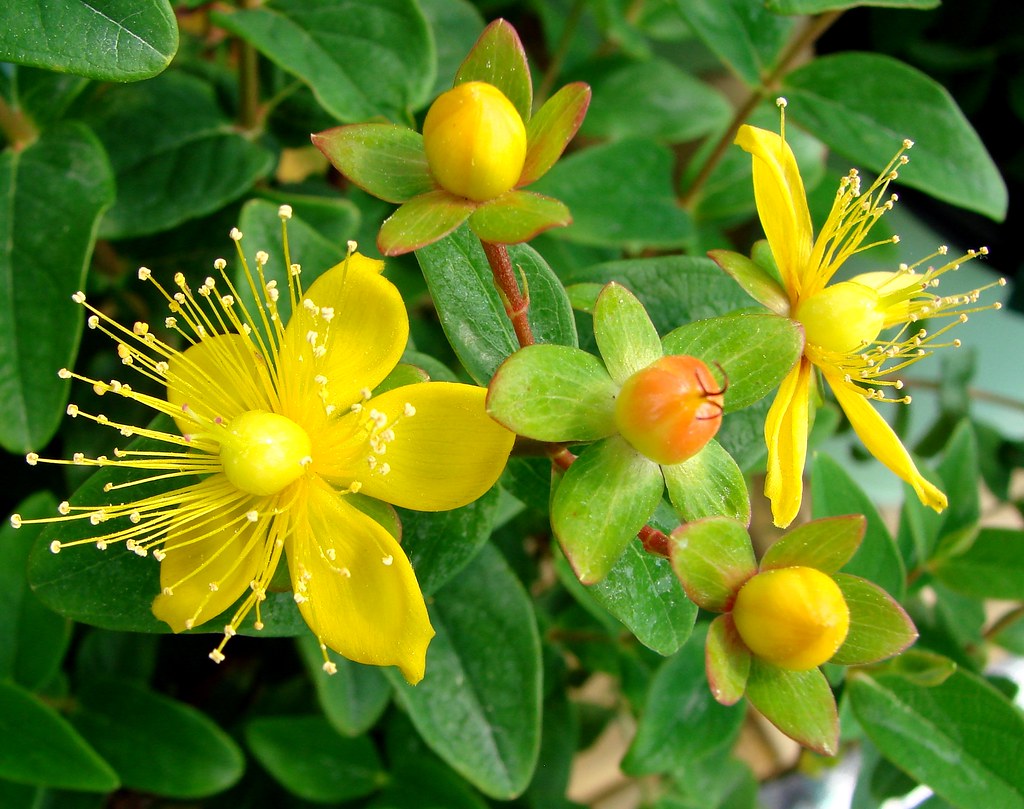 Hypericum perforatum L.