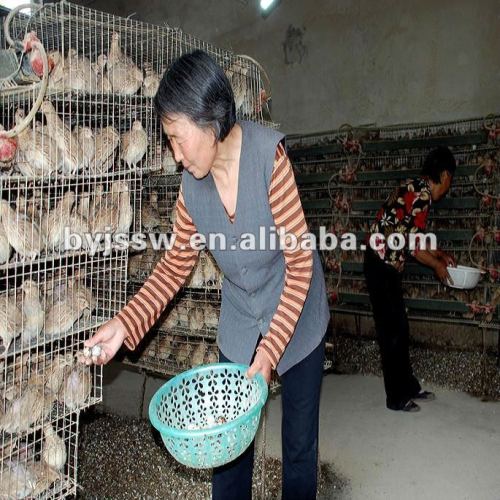 Metal Iron Wire & Galvanized Wire Quail Breeding Cage Desgin