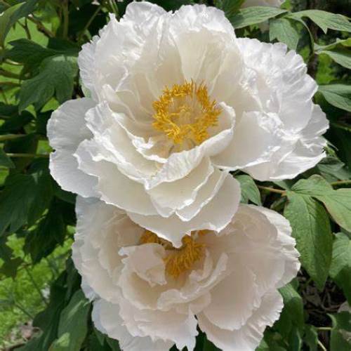 Paeonia Suffruticosa Bark Extract /Paeonol 98% Powder