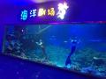 高透明度アクリルPMMAトンネル/水族館/タンクグラス