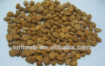 Dried Bitter Apricot,Apricot kernels,Apricot kernel,Apricot,Apricot seed,Apricot armenia,Prunus armeniaca,Ku xing ren