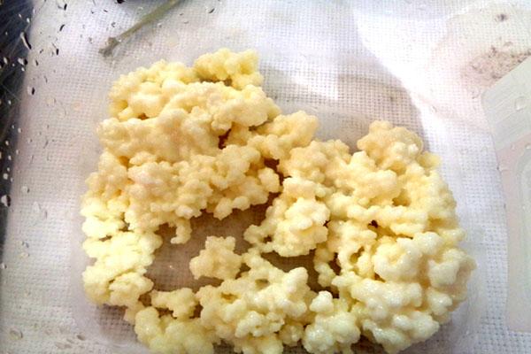 Lactobacillus delbrueckii