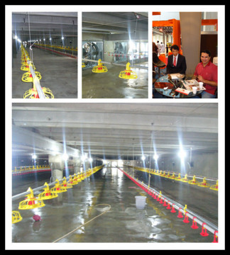 Modern Automatic Broiler Chicken Feeders And Drinkers for chicken broiler farm