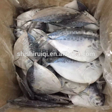 Frozen seafood moonfish frozen moonfish