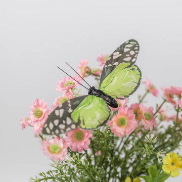 Motyl do przedszkola