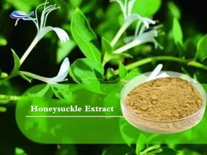 Best pure natural Honeysuckle Extract in stock