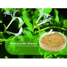 Best pure natural Honeysuckle Extract in stock