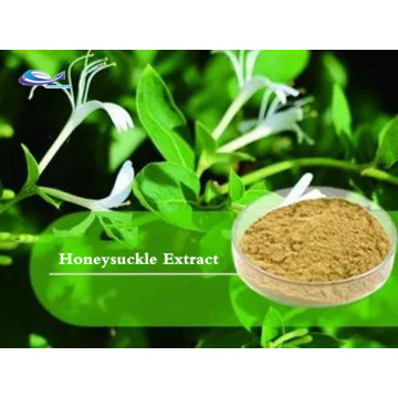 Best pure natural Honeysuckle Extract in stock