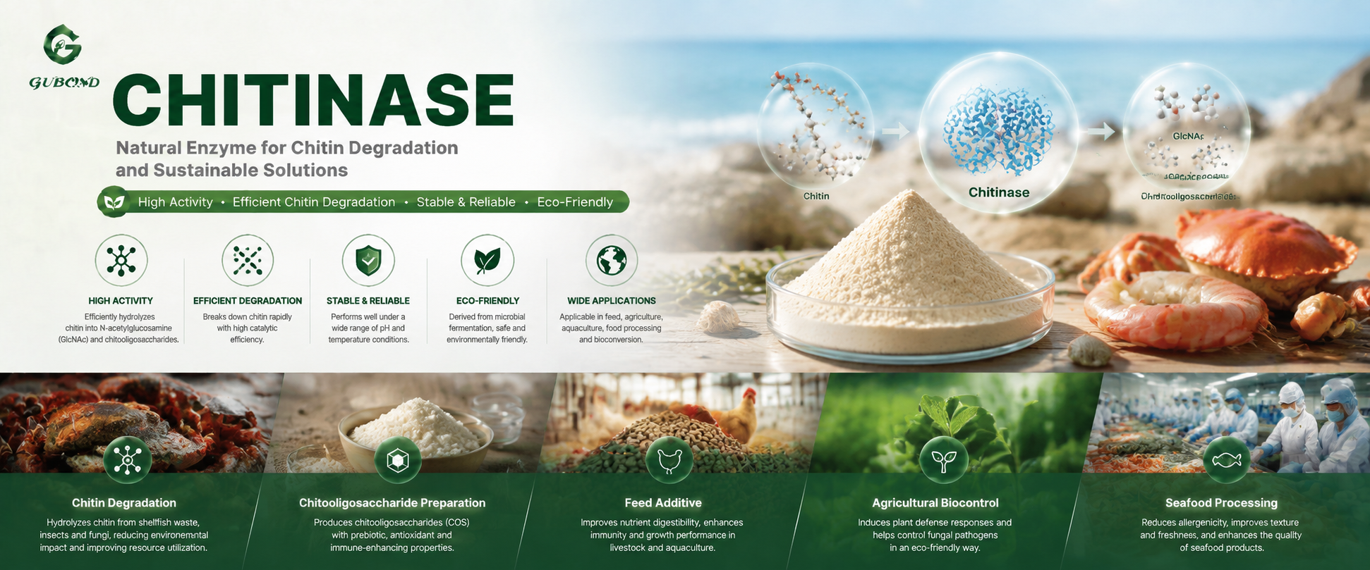 Chitinase