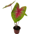 living plant caladium liujinsuiyue