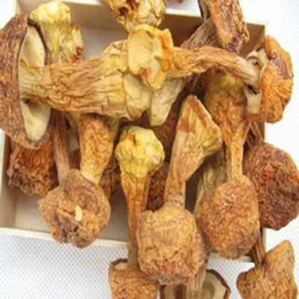 100% Pure Natural Dried Matsutake Mushroom