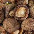 OEM Factory price Dried Shiitake Mushrooms High Quality Dried Mushrooms