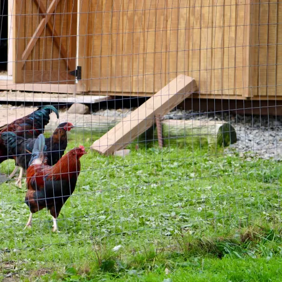 14 gauge welded Wire fence
