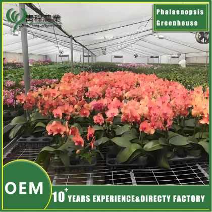 Phalaenopsis Greenhouse for Orchid Cultivation